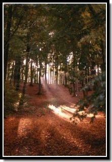 Forest with Lighted Path