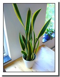 Mother in Law's Tongue or Sansevieria